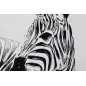 OBRAZ NA PŁÓTNIE ZEBRA - B 80X80 cm